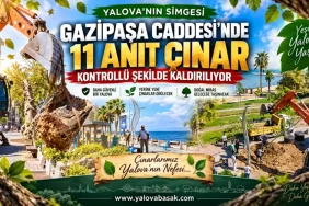 Gazipaşa Caddesi’nde 11 Anıt Çınar İçin Kontrollü Kaldırma Kararı 5 Gazipaşa Caddesi’nde 11 Anıt Çınar İçin Kontrollü Kaldırma Kararı