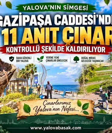 Gazipaşa Caddesi’nde 11 Anıt Çınar İçin Kontrollü Kaldırma Kararı 9 Gazipaşa Caddesi’nde 11 Anıt Çınar İçin Kontrollü Kaldırma Kararı