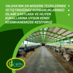 Güleç Kardeşler'den Kurban Bayramı'na Özel Hizmet: Et Teslimatı Özel Kovalarla Yapılacak 5 Güleç Kardeşler'den Kurban Bayramı'na Özel Hizmet: Et Teslimatı Özel Kovalarla Yapılacak
