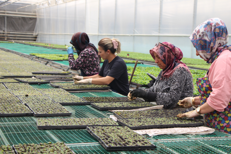 YALOVA’DA DÜNYA ÇİFTÇİLER GÜNÜ COŞKUSU: 800 BİN ATA TOHUMU FİDESİ ÇİFTÇİLERLE BULUŞUYOR 7 YALOVA’DA DÜNYA ÇİFTÇİLER GÜNÜ COŞKUSU: 800 BİN ATA TOHUMU FİDESİ ÇİFTÇİLERLE BULUŞUYOR