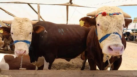 Yalova Kurban Pazarı 2025’te de Sınıfta Kaldı: Üreticilerden Belediyeye Büyük Tepki