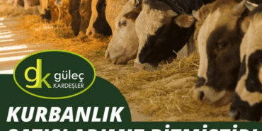 Güleç Kardeşler Besi Çiftliği’nden Kurban Bayramı Öncesi Yoğun İlgi: Tüm Kurbanlıklar Tükendi 42 Güleç Kardeşler Besi Çiftliği’nden Kurban Bayramı Öncesi Yoğun İlgi: Tüm Kurbanlıklar Tükendi