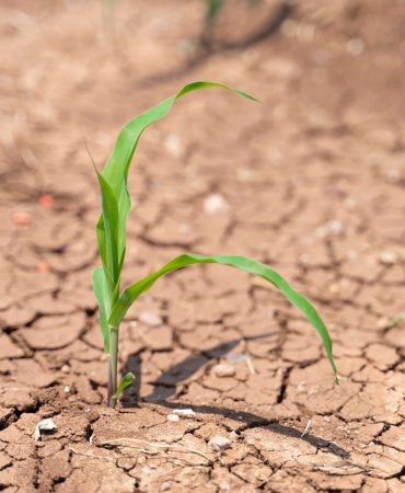 TEMA Vakfı: “Toprak Tükeniyor, Şimdi Doğaya Yatırım Zamanı”