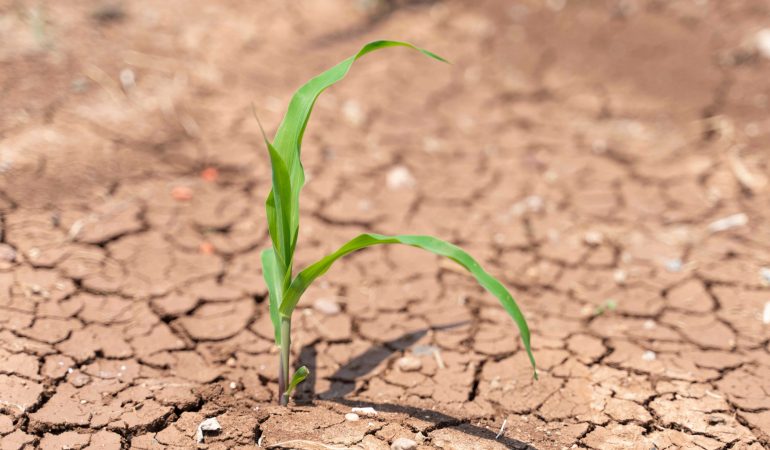 TEMA Vakfı: “Toprak Tükeniyor, Şimdi Doğaya Yatırım Zamanı”