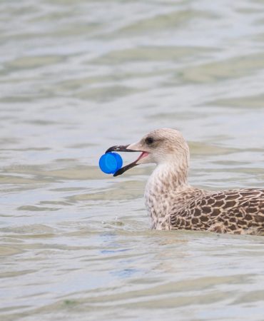 TEMA Vakfı'ndan Dünya Çevre Günü Çağrısı: “Plastik Kirliliğine Son Ver, Yaşamı Koru!”