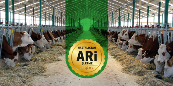 YALOVA’DA HAYVANCILIĞA ÖRNEK BİR BAŞARI: KUDU ÇİFTLİĞİ’NE HASTALIKTAN ARİ İŞLETME BELGESİ VERİLDİ