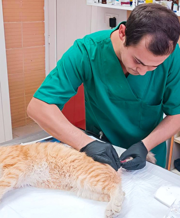 Çiftlikköy Belediyesi'nden Sokak Hayvanlarına Gece Gündüz Şefkat Eli