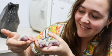 Yavru Kirpiler Emin Ellerde: Doğaya Dönüş Hazırlığı Başladı