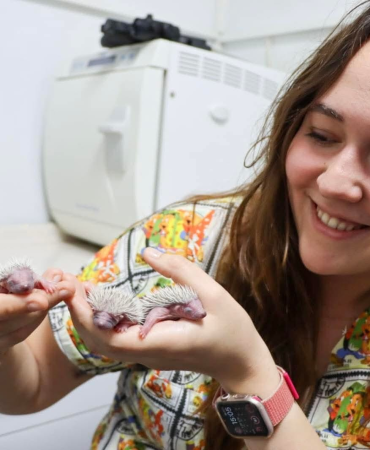 Yavru Kirpiler Emin Ellerde: Doğaya Dönüş Hazırlığı Başladı