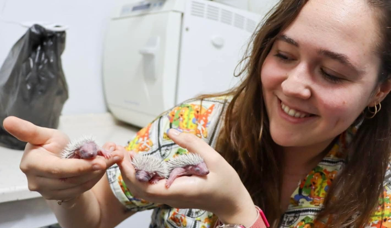 Yavru Kirpiler Emin Ellerde: Doğaya Dönüş Hazırlığı Başladı