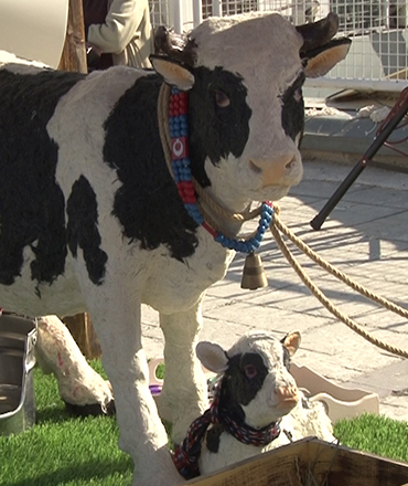 Akıllı İnek” Projesi Türkiye’de ve Dünyada İlk: Çocuklar Gazlı İçeceklerden Uzaklaşıyor, Süt ve Ayranla Buluşuyor