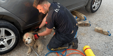 ÇİFTLİKKÖY’DE İTFAİYEDEN 4 CAN DOSTA KURTARMA OPERASYONU