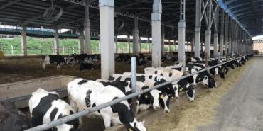 REKOR VERİM: TÜRK ÇİFTÇİSİNDEN GÜNDE 91 LİTRE SÜT ÜRETİMİ