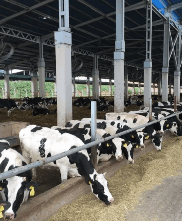 REKOR VERİM: TÜRK ÇİFTÇİSİNDEN GÜNDE 91 LİTRE SÜT ÜRETİMİ