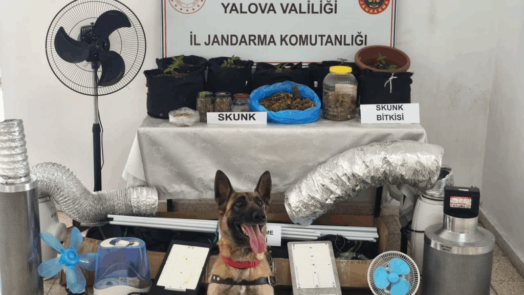 Yalova’da Skunk Operasyonu: Evde İklimlendirme Sistemiyle Uyuşturucu Üretimi Yapan Şüpheli Yakalandı