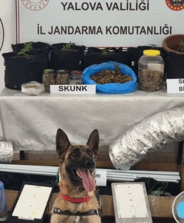 Yalova’da Skunk Operasyonu: Evde İklimlendirme Sistemiyle Uyuşturucu Üretimi Yapan Şüpheli Yakalandı