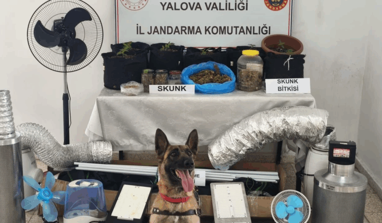Yalova’da Skunk Operasyonu: Evde İklimlendirme Sistemiyle Uyuşturucu Üretimi Yapan Şüpheli Yakalandı