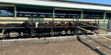 Yalova'da İthal Besilik Erkek Hayvanlara Düzenli Sağlık Taraması