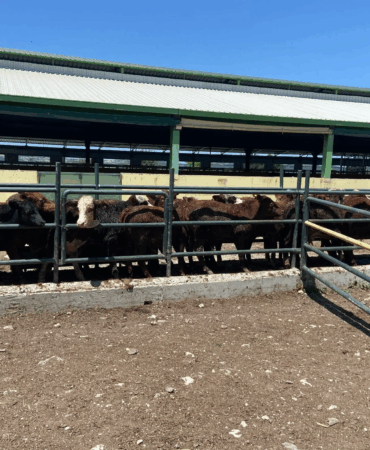 Yalova'da İthal Besilik Erkek Hayvanlara Düzenli Sağlık Taraması