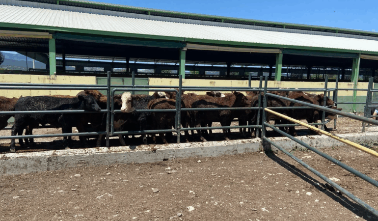 Yalova'da İthal Besilik Erkek Hayvanlara Düzenli Sağlık Taraması