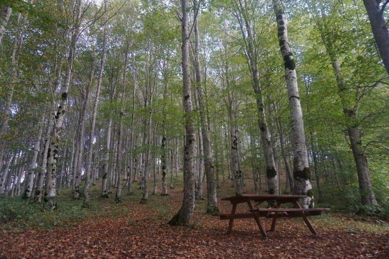 Yalova'da Yeşil Turizme Yeni Nefes: Dört Yeni Mesire Alanı Hizmete Giriyor