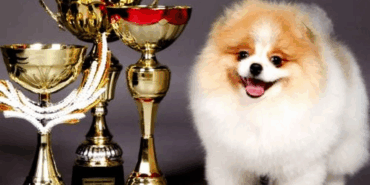 Çiftlikköy Belediyesi’nden Yalova’da Bir İlk: Köpek Güzellik Yarışması Düzenleniyor