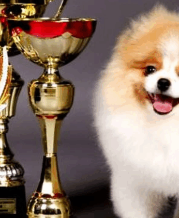 Çiftlikköy Belediyesi’nden Yalova’da Bir İlk: Köpek Güzellik Yarışması Düzenleniyor