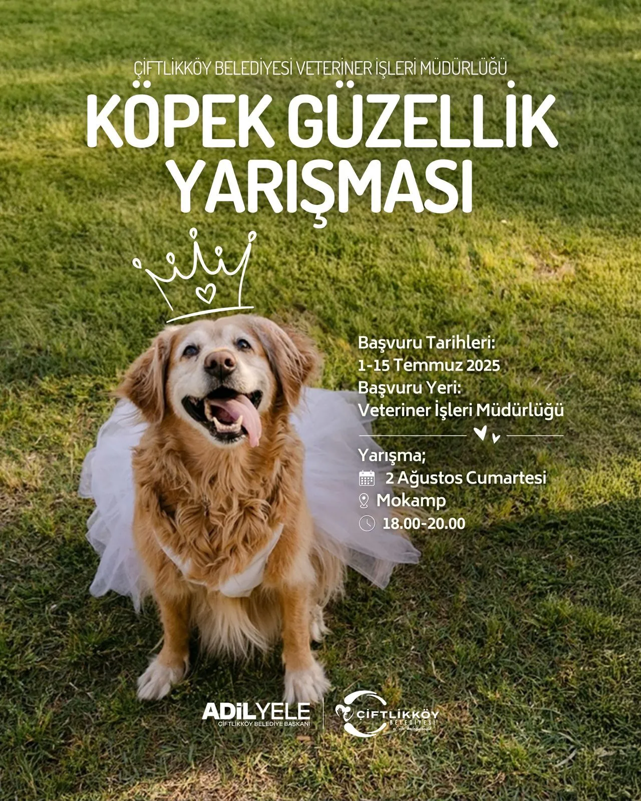 Çiftlikköy Belediyesi’nden Yalova’da Bir İlk: Köpek Güzellik Yarışması Düzenleniyor