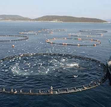 TARIMDA SU ÜRÜNLERİ SERGİLENECEK