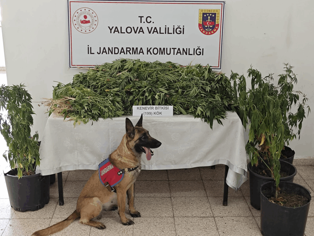 Yalova’da Kenevir Operasyonu: 199 Kök Kenevir Ele Geçirildi, 1 Kişi Tutuklandı