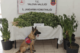 Yalova’da Kenevir Operasyonu: 199 Kök Kenevir Ele Geçirildi, 1 Kişi Tutuklandı