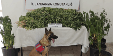 Yalova’da Kenevir Operasyonu: 199 Kök Kenevir Ele Geçirildi, 1 Kişi Tutuklandı