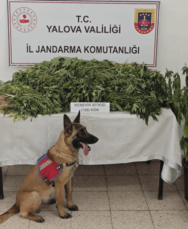Yalova’da Kenevir Operasyonu: 199 Kök Kenevir Ele Geçirildi, 1 Kişi Tutuklandı
