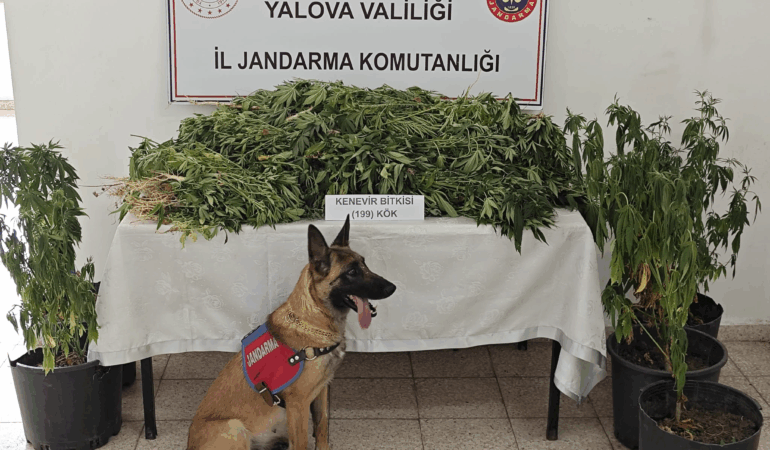Yalova’da Kenevir Operasyonu: 199 Kök Kenevir Ele Geçirildi, 1 Kişi Tutuklandı