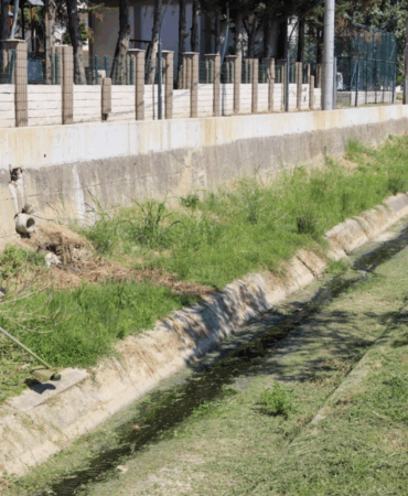 BALABAN DERESİ ÇEVRESİNDE YABANİ OT