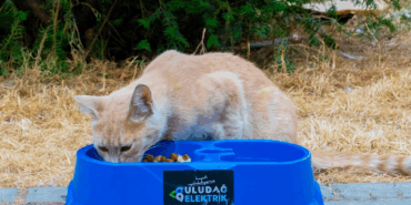“Sevgimiz, Enerjimiz Sizinle” Projesi Sokak Hayvanlarının Yanında