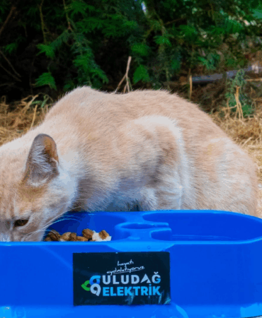 “Sevgimiz, Enerjimiz Sizinle” Projesi Sokak Hayvanlarının Yanında