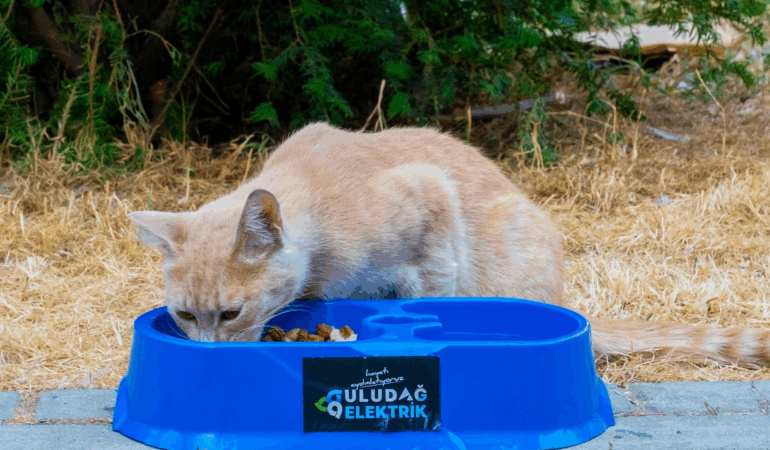 “Sevgimiz, Enerjimiz Sizinle” Projesi Sokak Hayvanlarının Yanında