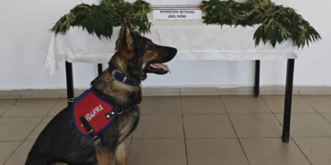 Yalova'da Uyuşturucu Operasyonu: 60 Kök Kenevir Ele Geçirildi, 1 Kişi Tutuklandı