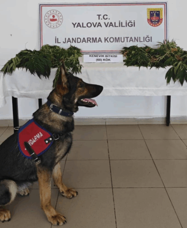 Yalova'da Uyuşturucu Operasyonu: 60 Kök Kenevir Ele Geçirildi, 1 Kişi Tutuklandı