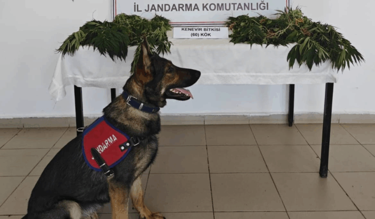 Yalova'da Uyuşturucu Operasyonu: 60 Kök Kenevir Ele Geçirildi, 1 Kişi Tutuklandı