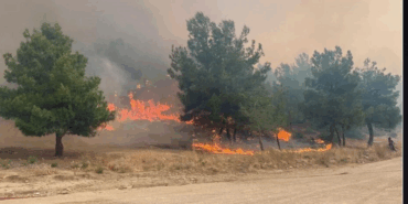 Yalova'da Orman Yangınlarına Karşı Yeni Tedbirler Alındı: Ormanlara Giriş ve Ateşli Piknik Yasaklandı