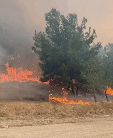 Yalova'da Orman Yangınlarına Karşı Yeni Tedbirler Alındı: Ormanlara Giriş ve Ateşli Piknik Yasaklandı