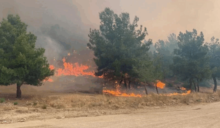 Yalova'da Orman Yangınlarına Karşı Yeni Tedbirler Alındı: Ormanlara Giriş ve Ateşli Piknik Yasaklandı
