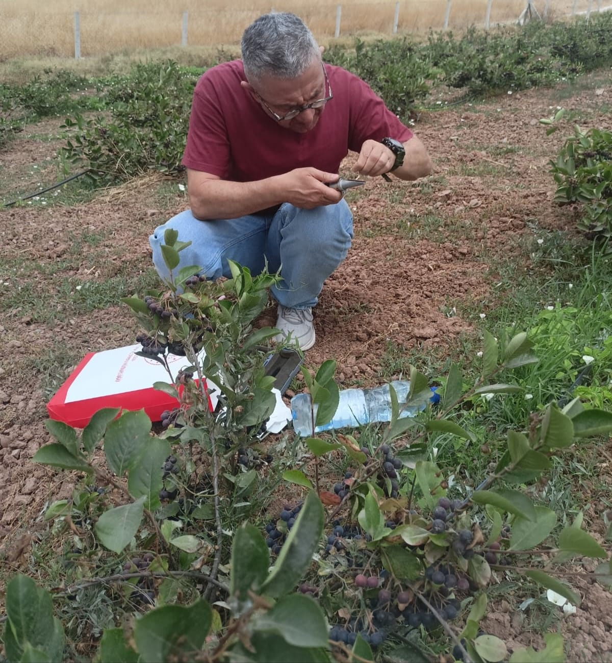ARONYA ÜRETİCİLERİNE “ERKEN HASAT UYARISI”: BRİX ÖLÇÜMÜ ŞART