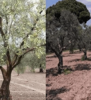 ZEYTİNYAĞINDA 80 YILLIK MİRASA MODERN DOKUNUŞ: ZELON GIDA TÜRKİYE’DEN DÜNYA SOFRALARINA