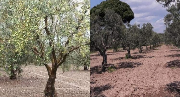 ZEYTİNYAĞINDA 80 YILLIK MİRASA MODERN DOKUNUŞ: ZELON GIDA TÜRKİYE’DEN DÜNYA SOFRALARINA