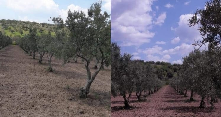 ZEYTİNYAĞINDA 80 YILLIK MİRASA MODERN DOKUNUŞ: ZELON GIDA TÜRKİYE’DEN DÜNYA SOFRALARINA