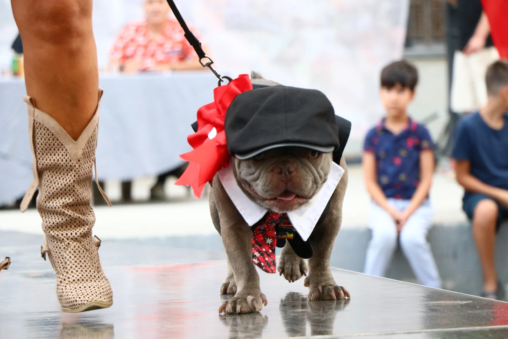 YALOVA’NIN EN GÜZEL KÖPEKLERİ SEÇİLDİ 6 YALOVA’NIN EN GÜZEL KÖPEKLERİ SEÇİLDİ