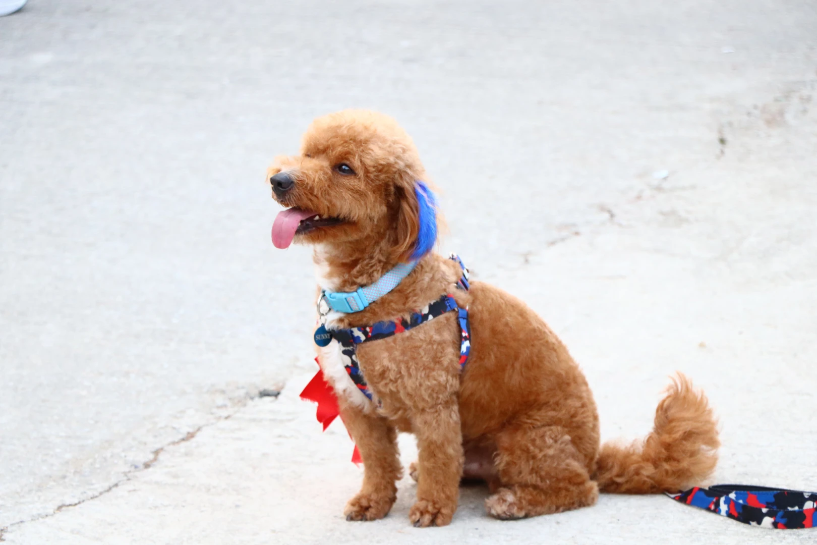 YALOVA’NIN EN GÜZEL KÖPEKLERİ SEÇİLDİ 7 YALOVA’NIN EN GÜZEL KÖPEKLERİ SEÇİLDİ